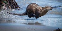 20220928010456-39ea-river otter.jpg