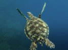 Guam Turtle small.jpg