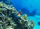 Guam Octopus small.jpg
