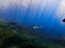 Guam Shark Small.jpg