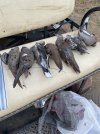 IMG_6211.jpeg