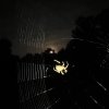 IMG_7501.jpeg