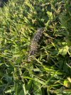 IMG_1965.jpeg