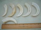 TUSK 2 @ 8.JPG
