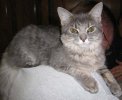 fuzzball2.jpg