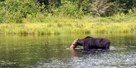 moose1.jpg