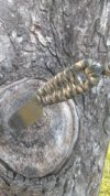 Knife in stump.jpg