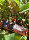 IMG_4421.jpeg