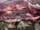 IMG_2427.jpeg