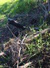 IMG_0232.jpeg