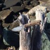 IMG_0591.jpeg