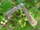 pruner.mark.grapes.jpg