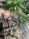 IMG_6208.jpeg