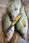 IMG_5262.jpeg