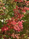 IMG_0350.jpeg