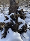 IMG_4925.jpeg