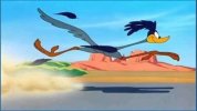 road-runner-3 - Copy.jpg