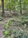 IMG_6272.jpeg
