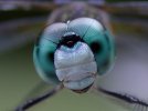 DragonFly.jpg