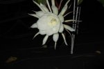 DSCF1498.jpg