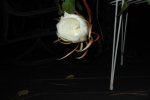 DSCF1489.jpg