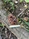 IMG_6267.jpeg