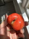 IMG_3336.jpeg