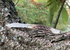 Buck301BFKnife-9.JPG
