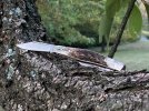 Buck301BFKnife-10.JPG
