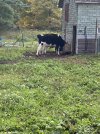IMG_2312.jpeg
