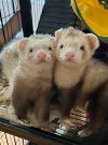 IMG_4138_ferrets.jpeg