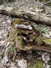 IMG_3655.jpeg