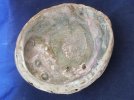 Abalone 1.jpg