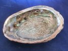 Abalone 2 .jpg Abalone 2 .jpg