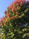396BA27F-342B-480B-BC21-2CB237741554.jpeg