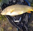 carp3.jpg