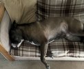 Kobe resting 3.jpg