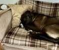 kobe resting 2.jpg