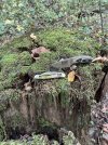IMG_6325.jpeg
