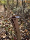 IMG_2436.jpeg