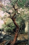 IMG_2374.jpeg