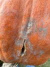 IMG_3685.jpeg