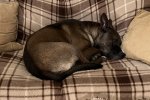 Kobe near asleep.jpg