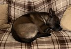 Kobe asleep.jpg