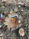 IMG_6396.jpeg