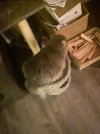 IMG_2639.jpeg