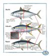 Tuna Guide.jpg