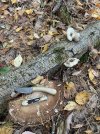 IMG_6398.jpeg