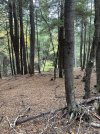 IMG_6403.jpeg