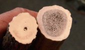 Sambar.vs.Elk.cross.section.jpg